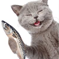 Mèo bắt cá